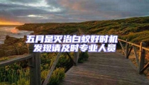 五月是灭治白蚁好时机 发现请及时专业人员