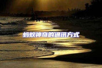 蚂蚁神奇的通讯方式