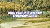 深圳白蚁防治告诉您白蚁和蚂蚁有什么区别
