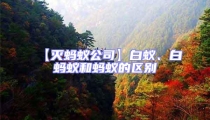 【灭蚂蚁公司】白蚁、白蚂蚁和蚂蚁的区别