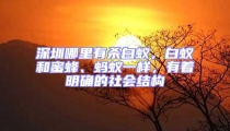 深圳哪里有杀白蚁，白蚁和蜜蜂、蚂蚁一样，有着明确的社会结构