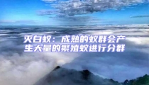灭白蚁：成熟的蚁群会产生大量的繁殖蚁进行分群