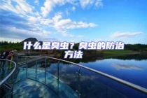 什么是臭虫？臭虫的防治方法