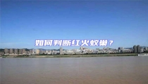 如何判断红火蚁巢?