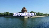 怎样灭鼠更有效?