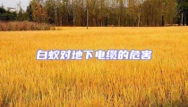 白蚁对地下电缆的危害