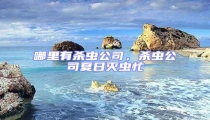 哪里有杀虫公司，杀虫公司夏日灭虫忙