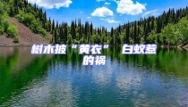 树木披“黄衣” 白蚁惹的祸