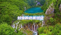 蛀虫的危害特征