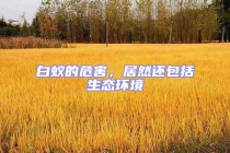 白蚁的危害，居然还包括生态环境