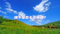 地下室怎么灭蟑螂？