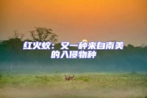 红火蚁：又一种来自南美的入侵物种