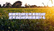 深圳灭白蚁公司发现白蚁及灭治白蚁的原理是什么