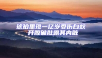 琥珀里现一亿岁受伤白蚁 开膛破肚露其内脏
