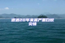 遭遇20年来最严重白蚁灾情