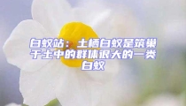 白蚁站：土栖白蚁是筑巢于土中的群体很大的一类白蚁