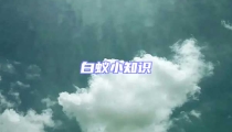 白蚁小知识