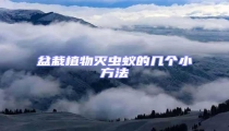盆栽植物灭虫蚁的几个小方法