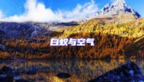 白蚁与空气