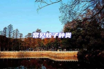 常见蚊子种类