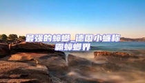 最强的蟑螂_德国小蠊称霸蟑螂界