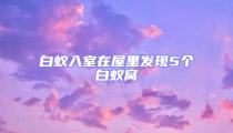 白蚁入室在屋里发现5个白蚁窝
