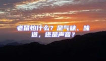 老鼠怕什么？是气味、味道，还是声音？