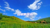 白蚁的灭治
