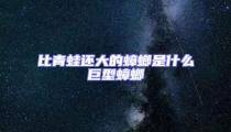 比青蛙还大的蟑螂是什么巨型蟑螂