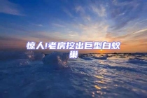 惊人!老房挖出巨型白蚁巢