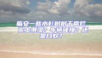 临安一些水杉树树干腐烂 泥土潮湿？车辆碰撞？还是白蚁？