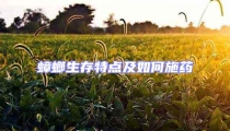 蟑螂生存特点及如何施药