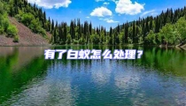 有了白蚁怎么处理？