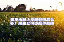 家里木材上发现蛀虫怎么办？除虫公司贡献小妙招
