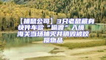 【捕鼠公司】3只老鼠藏身快件车欲“偷渡”入境 海关当场捕灭并销毁被咬损物品