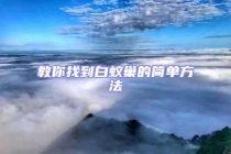 教你找到白蚁巢的简单方法