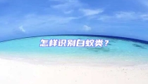 怎样识别白蚁类?