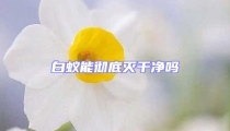 白蚁能彻底灭干净吗