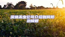 深圳杀虫公司介绍如何防治蟑螂