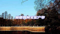 蟑螂如何交配产卵