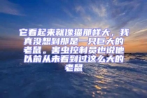 它看起来就像猫那样大，我真没想到那是一只巨大的老鼠。害虫控制员也说他以前从未看到过这么大的老鼠