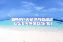 绵阳景区古柏遭白蚁肆虐 挖出6.4厘米蚁后((图)