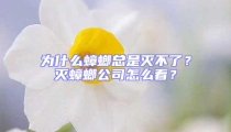 为什么蟑螂总是灭不了？灭蟑螂公司怎么看？