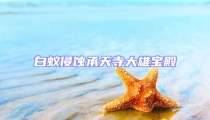 白蚁侵蚀承天寺大雄宝殿