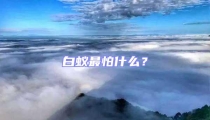 白蚁最怕什么?