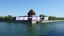 白蚁是“神虫”吗