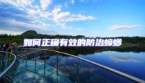 如何正确有效的防治蟑螂