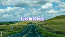 白蚁巢的秘密
