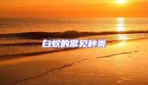 白蚁的常见种类