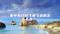 家中有白蚁飞来飞去的怎么办?